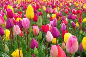  WOLNOŚĆ w XXI WIEKU cz.1