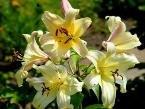 Alina Czerniakowska: Zachwyt