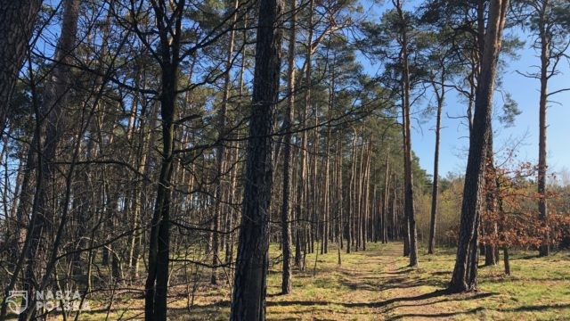 Zwiększyło się zagrożenie pożarowe w polskich lasach