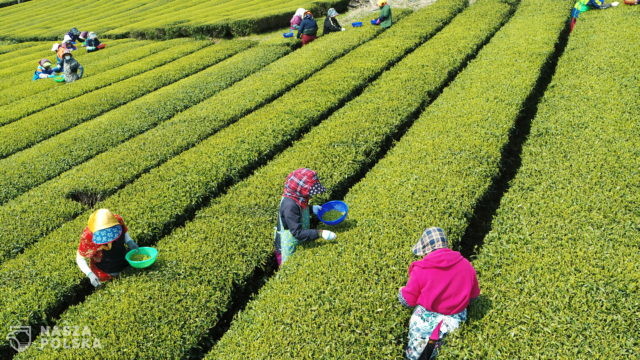 Zbiór zielonej herbaty – Korea Płd.