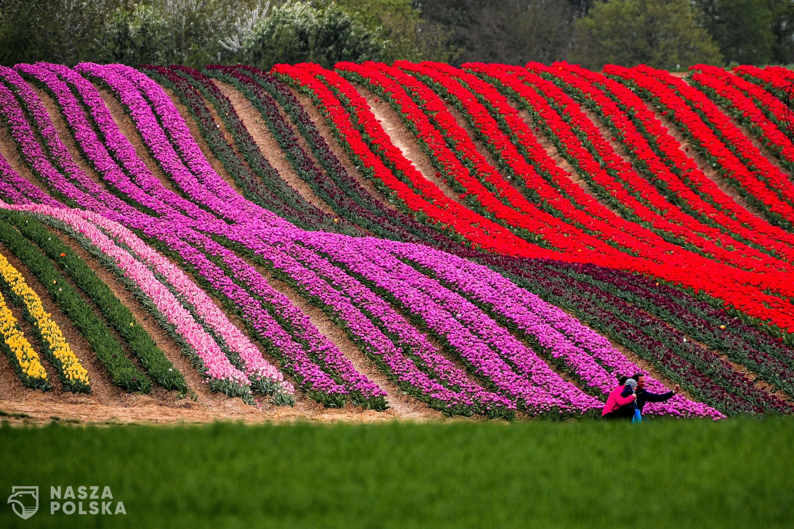 Tulipany w Niemczech i Holandii 2020: jak pandemia zniszczyła 160 mln kwiatów