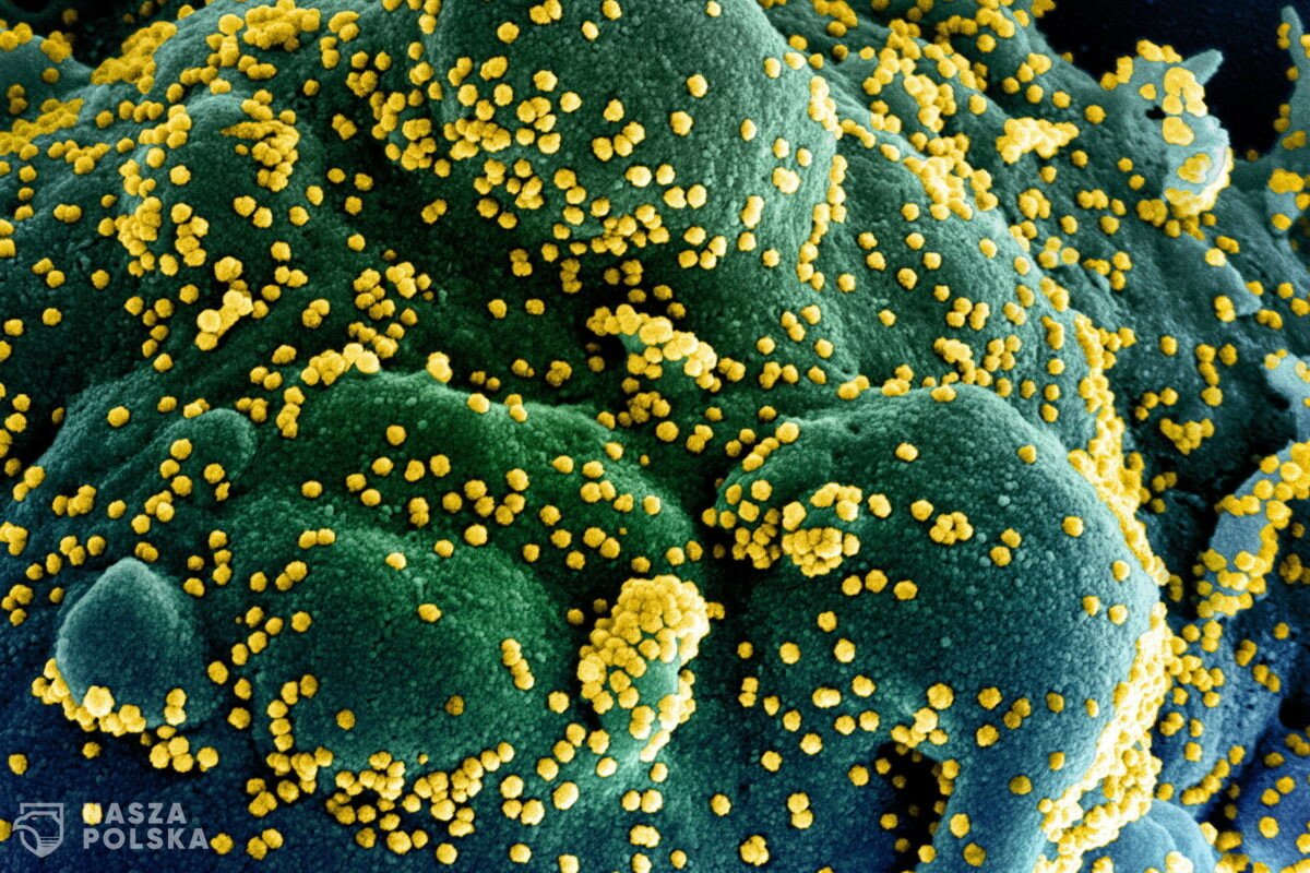 Nowe nanociała blokują SARS-CoV2