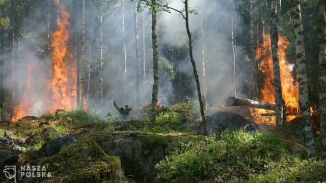 Strażacy ostrzegają przed pożarami lasów