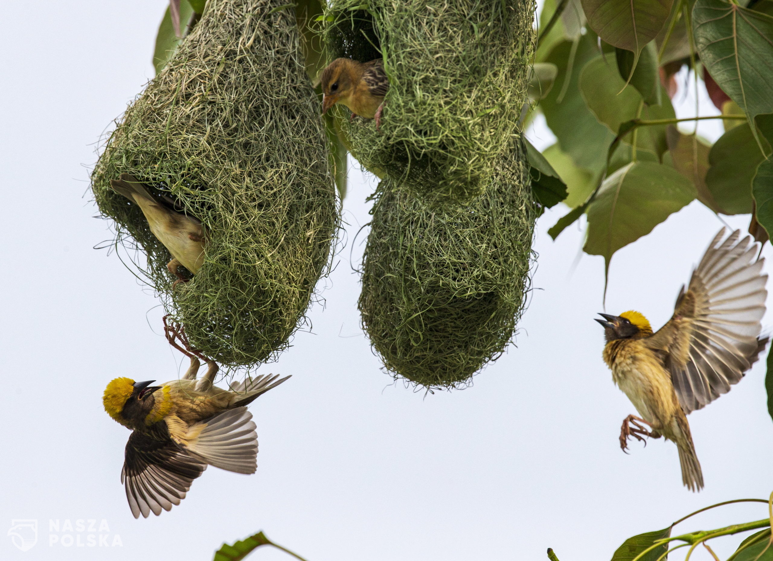 epa08437471 A pair of Baya weavers (Ploceus philippinus) – known locally as 'twop chara' – flutter around their nest in the forest near Kathmandu, Nepal, 22 May 2020. Nepal is a main destination for migratory birds coming from the southern parts of Southeast Asia as well as from Africa and Australia, due to its favorable breeding environment. According to ornithologists, more than 900 birds species have been spotted in Nepal.  EPA/NARENDRA SHRESTHA 
Dostawca: PAP/EPA.