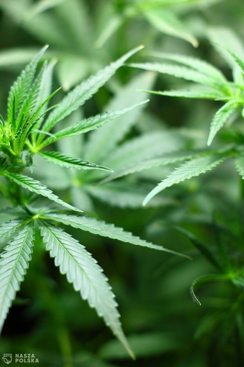 Liroy o karach za posiadanie marihuany: To jest absurd