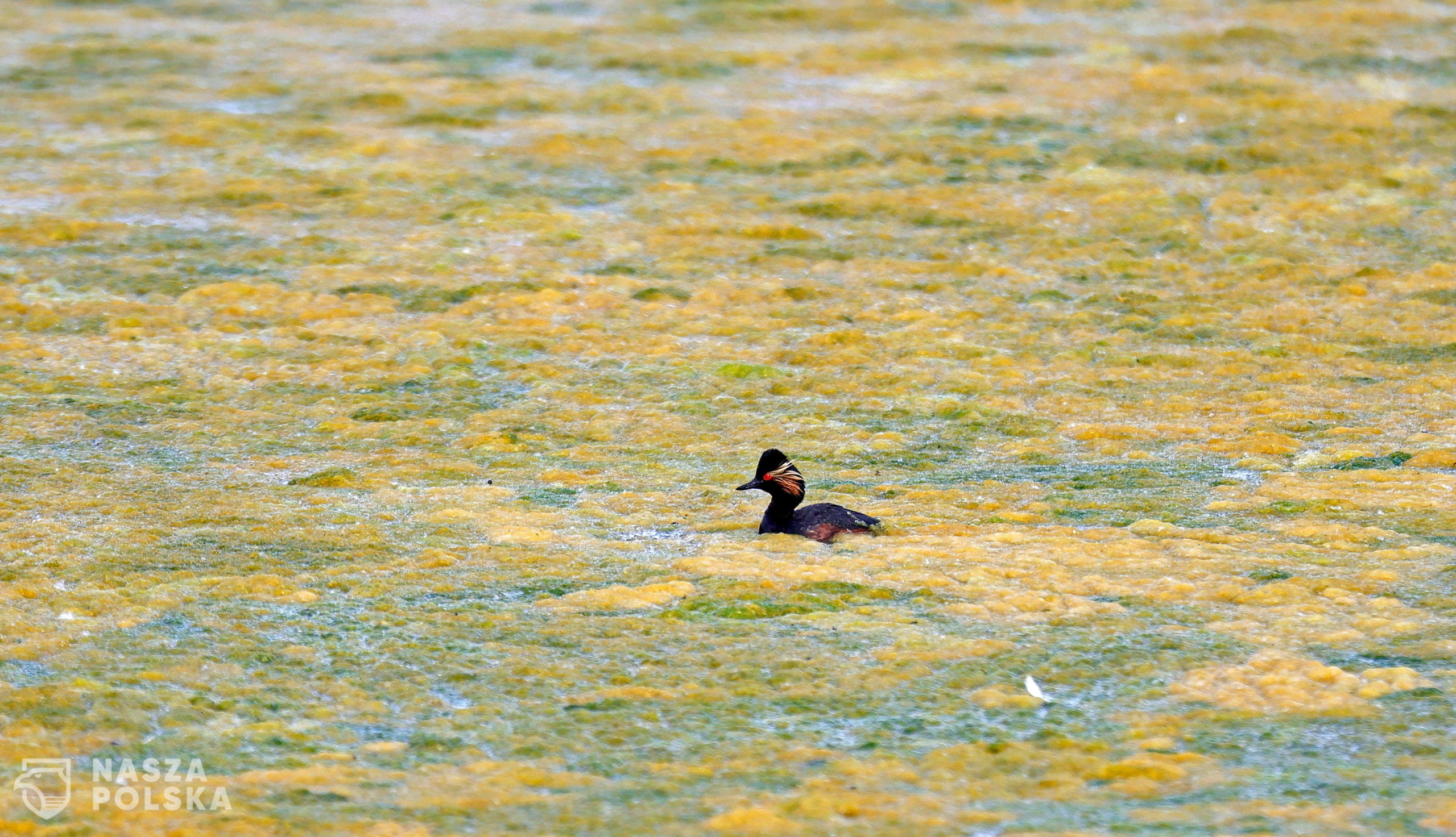 epa08471788 A black-necked grebe (Podiceps nigricollis) swims in a pond at the nature reservation 'Wagbachniederung' in Waghaeusel, near Karlsruhe, Germany, 07 June 2020. The Wagbachniederung is an important breeding and resting place for breeding birds in Europe, which are endangered by extinction, and is one of the most important bird protection areas in Germany.  EPA/RONALD WITTEK 
Dostawca: PAP/EPA.