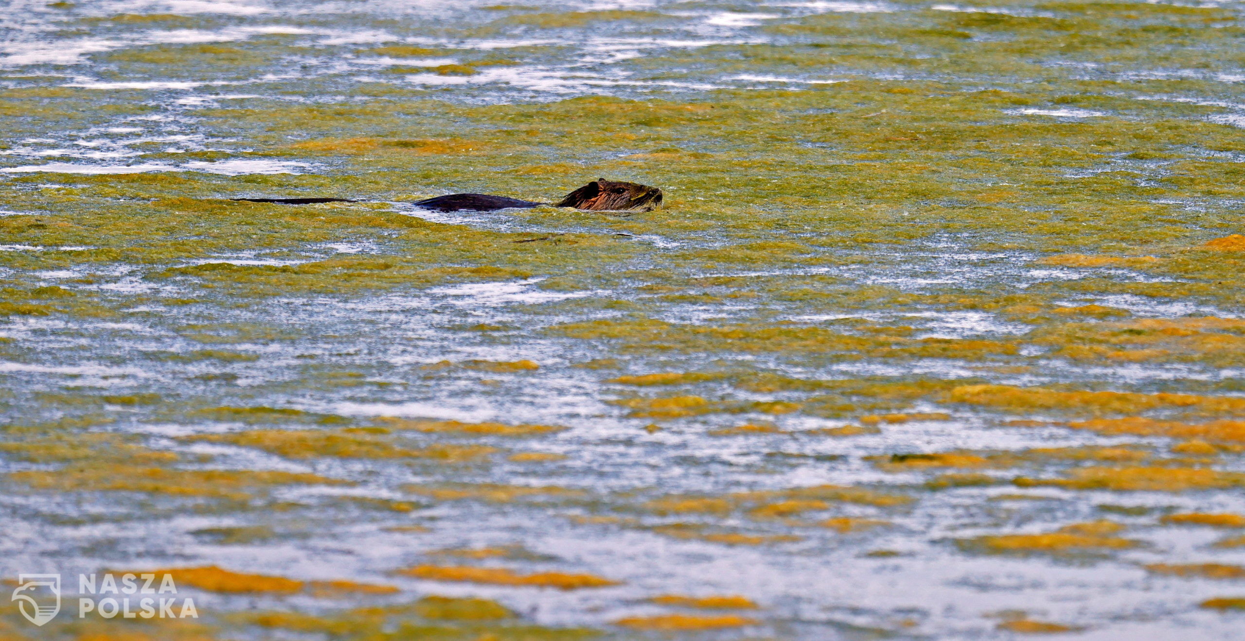 epa08471789 A nutria (Myocastor coypus) swims in a pond at the nature reservation 'Wagbachniederung' in Waghaeusel, near Karlsruhe, Germany, 07 June 2020. The Wagbachniederung is an important breeding and resting place for breeding birds in Europe, which are endangered by extinction, and is one of the most important bird protection areas in Germany.  EPA/RONALD WITTEK 
Dostawca: PAP/EPA.