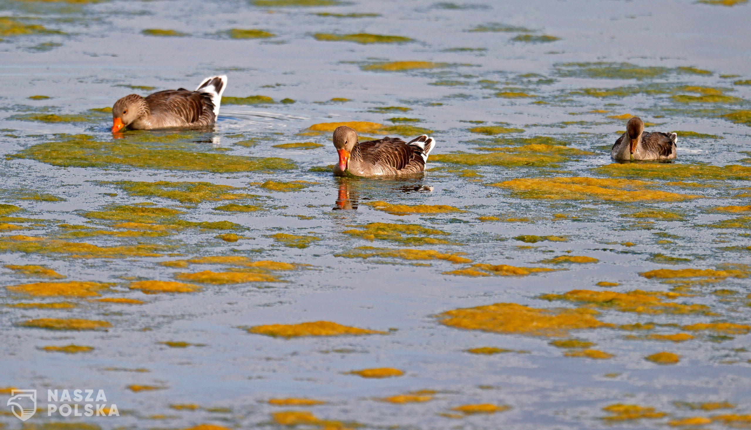 epa08471790 Gray gooses (Anser anser) swim in a pond at the nature reservation 'Wagbachniederung' in Waghaeusel, near Karlsruhe, Germany, 07 June 2020. The Wagbachniederung is an important breeding and resting place for breeding birds in Europe, which are endangered by extinction, and is one of the most important bird protection areas in Germany.  EPA/RONALD WITTEK 
Dostawca: PAP/EPA.