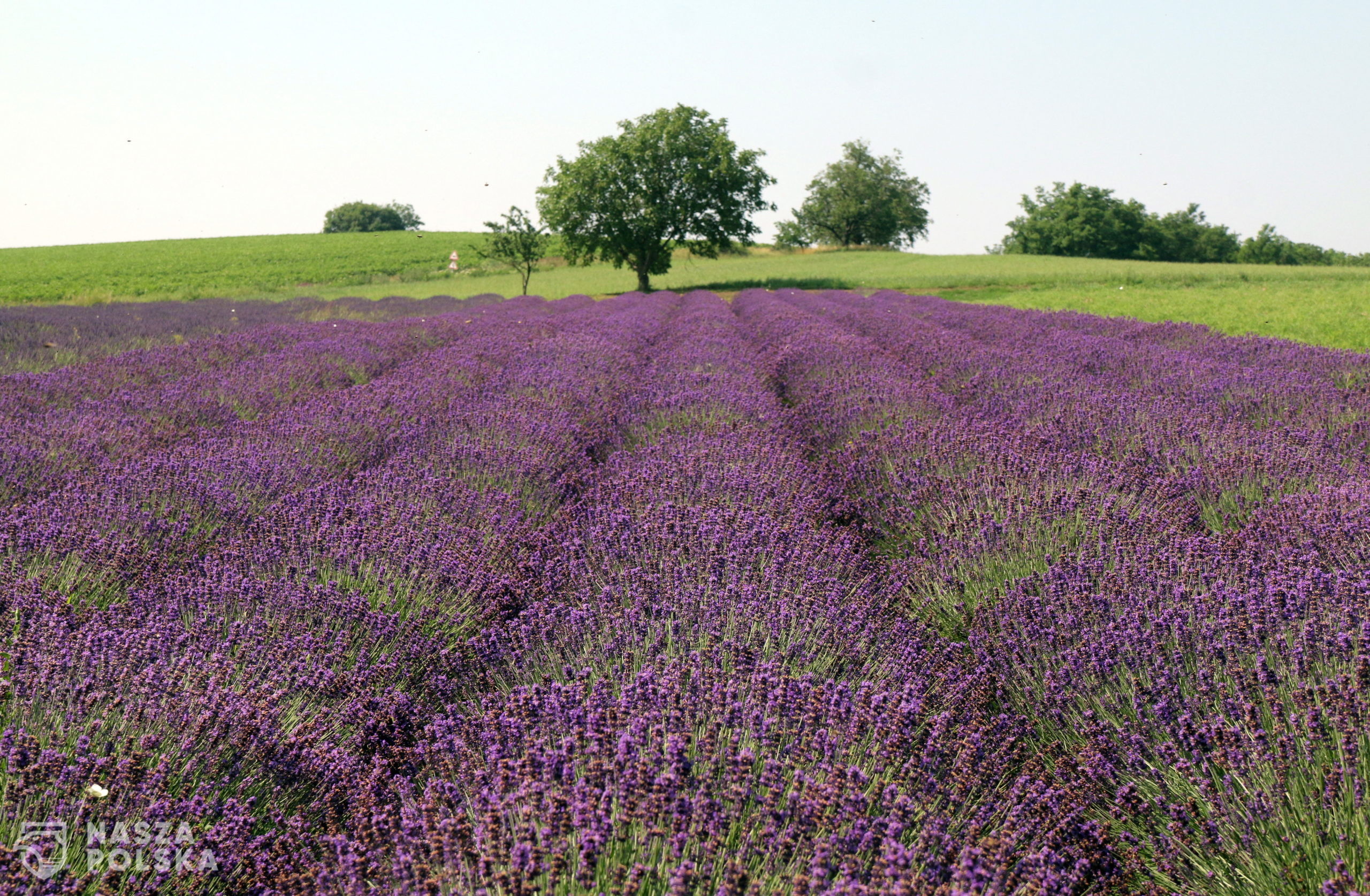 epa08511884 Lavenders are blooming in a field at Alsodobsza, Hungary, 27 June 2020.  EPA/Janos Vajda HUNGARY OUT 
Dostawca: PAP/EPA.