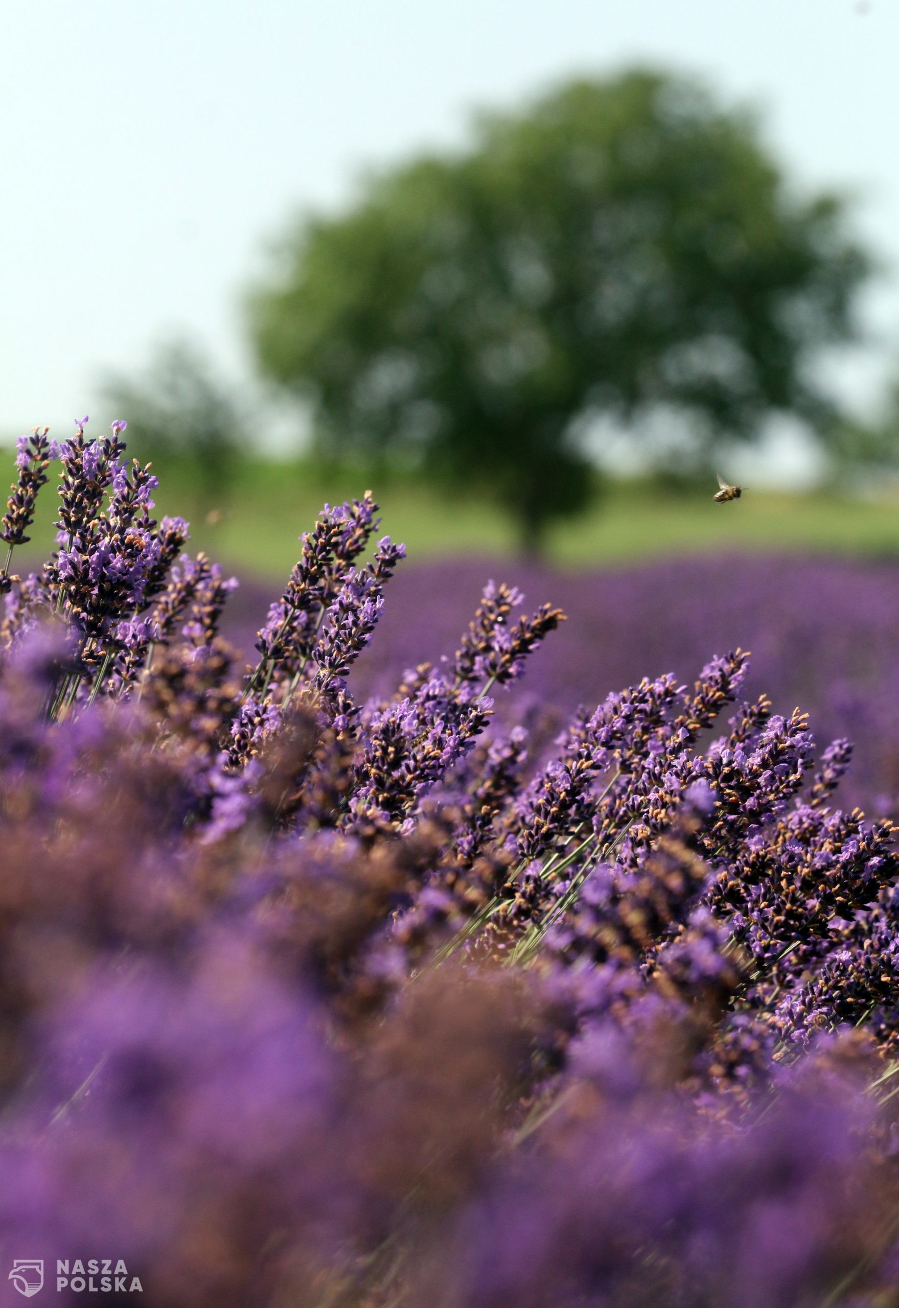 epa08511885 Lavenders are blooming in a field at Alsodobsza, Hungary, 27 June 2020.  EPA/Janos Vajda HUNGARY OUT 
Dostawca: PAP/EPA.