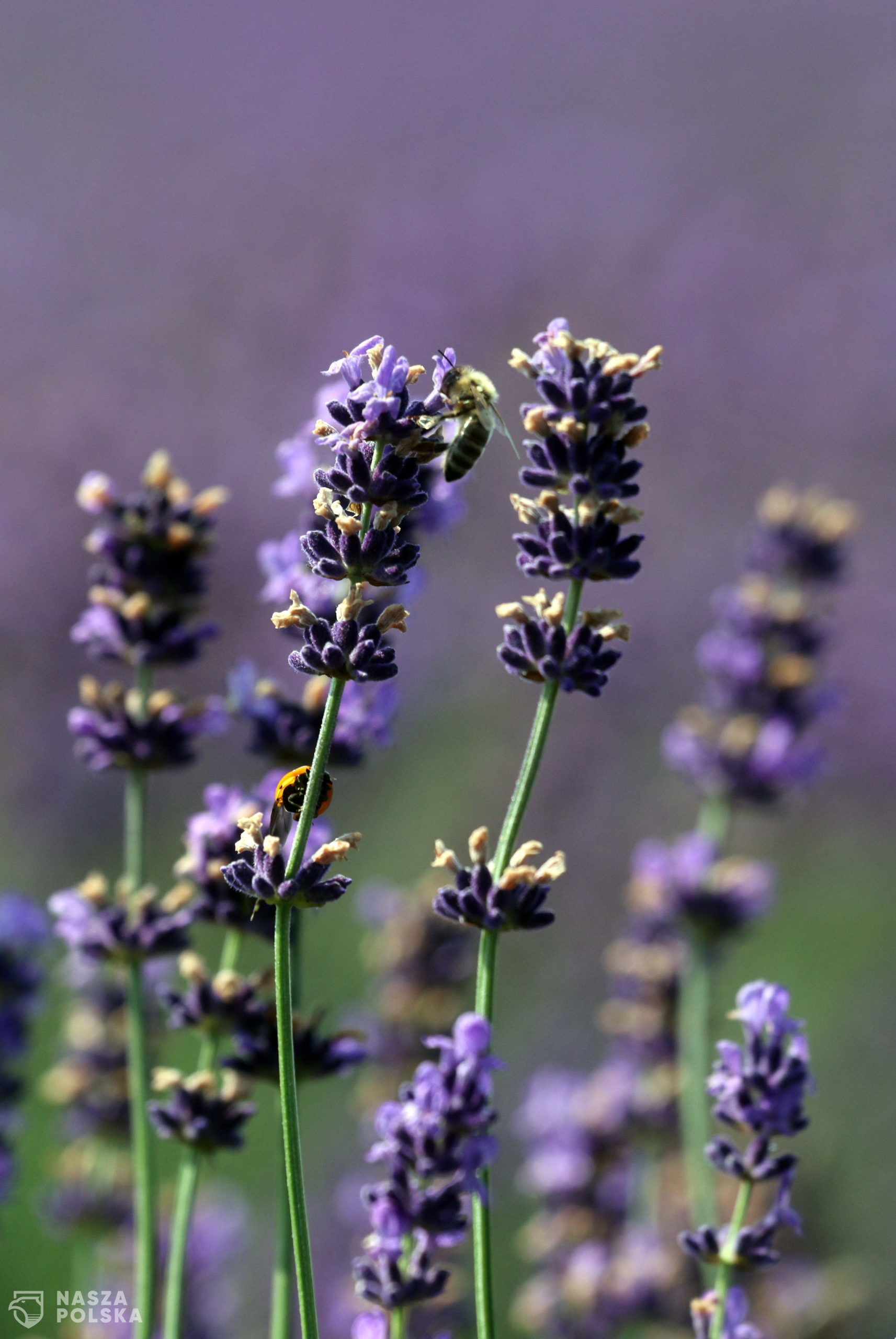 epa08511886 Lavenders are blooming in a field at Alsodobsza, Hungary, 27 June 2020.  EPA/Janos Vajda HUNGARY OUT 
Dostawca: PAP/EPA.