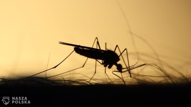 W Azji Południowo-Wschodniej rośnie zagrożenie chorobami przenoszonymi przez komary