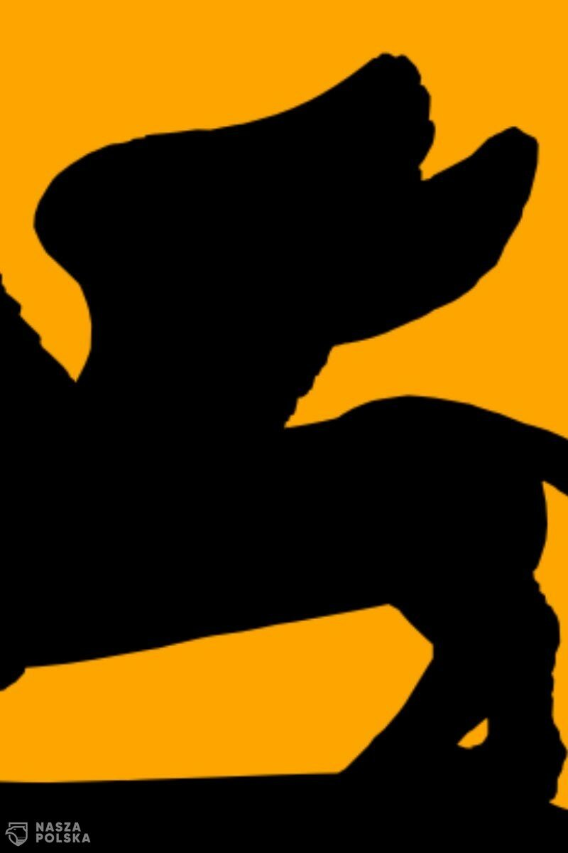 Takiego przebiegu festiwalu w Wenecji nie przewidziano w żadnym scenariuszu