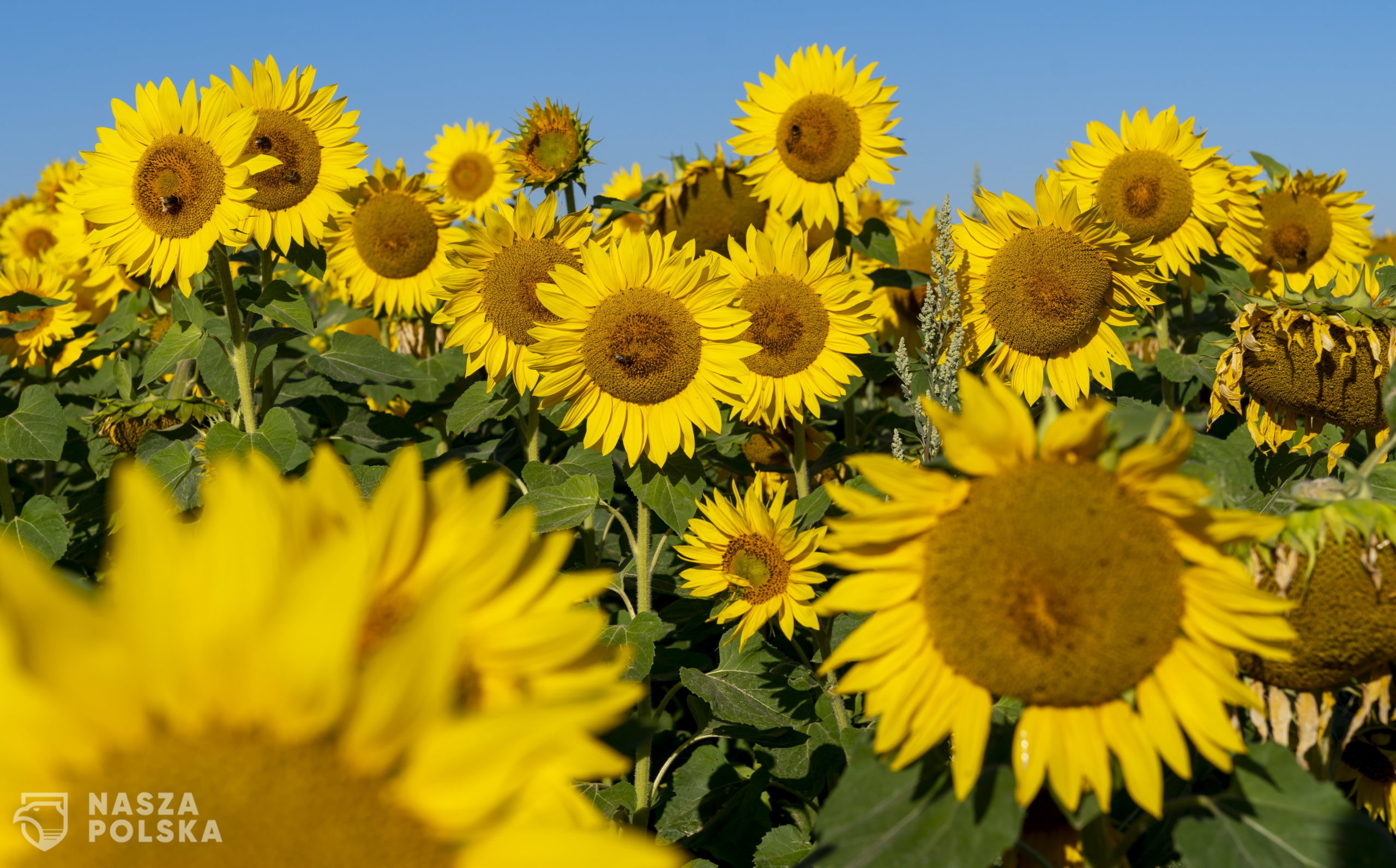 epa08573798 Sunflowers bloom in a field near Alzey, Germany, 30 July 2020. According to weather forecasts, the next days are expected to bring temperatures at about 34 degrees Celsius in south-western Germany.  EPA/RONALD WITTEK 
Dostawca: PAP/EPA.