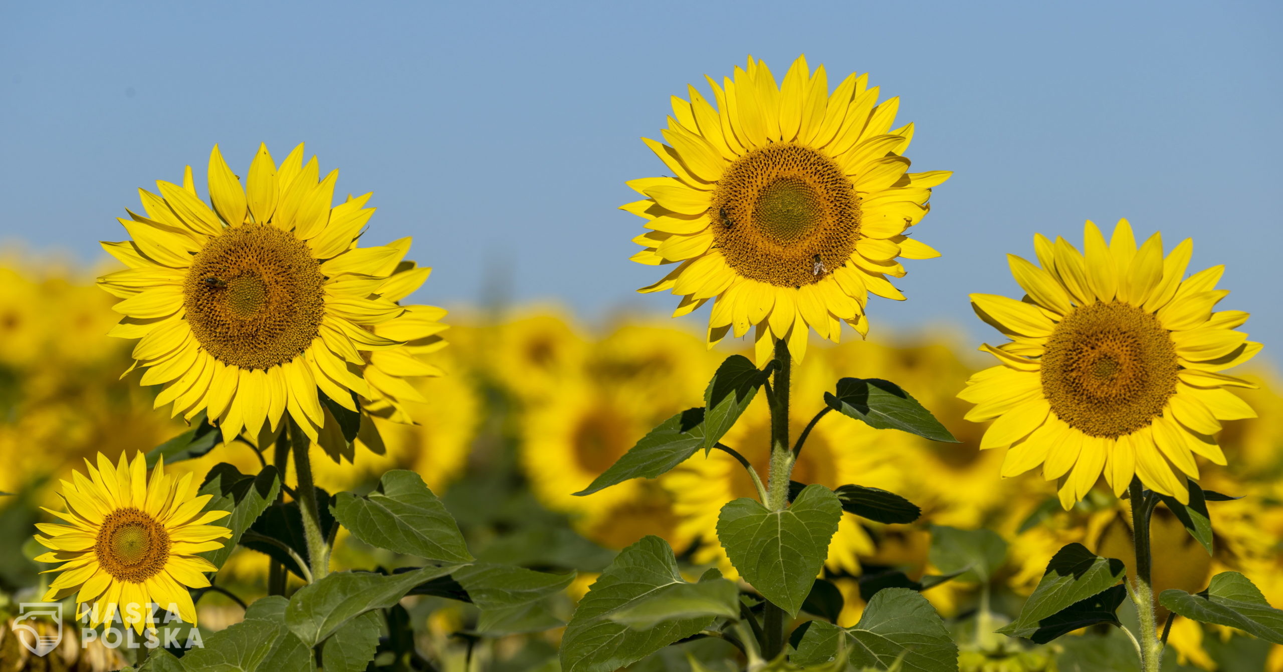 epa08573803 Sunflowers bloom in a field near Alzey, Germany, 30 July 2020. According to weather forecasts, the next days are expected to bring temperatures at about 34 degrees Celsius in south-western Germany.  EPA/RONALD WITTEK 
Dostawca: PAP/EPA.