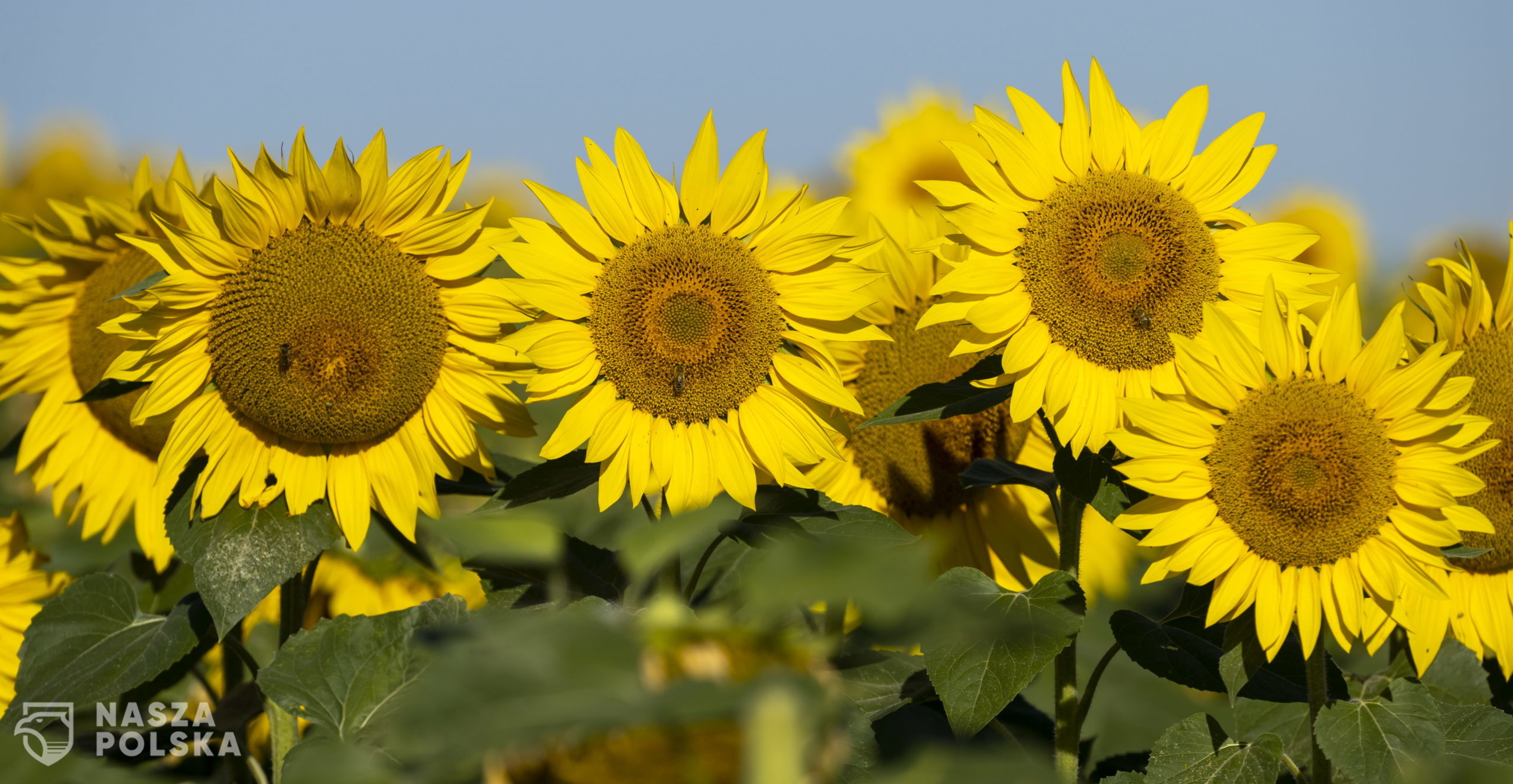 epa08573805 Sunflowers bloom in a field near Alzey, Germany, 30 July 2020. According to weather forecasts, the next days are expected to bring temperatures at about 34 degrees Celsius in south-western Germany.  EPA/RONALD WITTEK 
Dostawca: PAP/EPA.