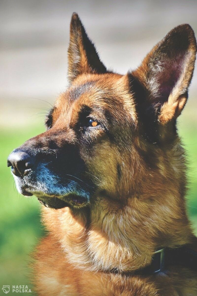 Polskie prawo nie zakazuje trzymania psów na uwięzi. Nowy projekt ustawy proponuje bardziej restrykcyjne przepisy