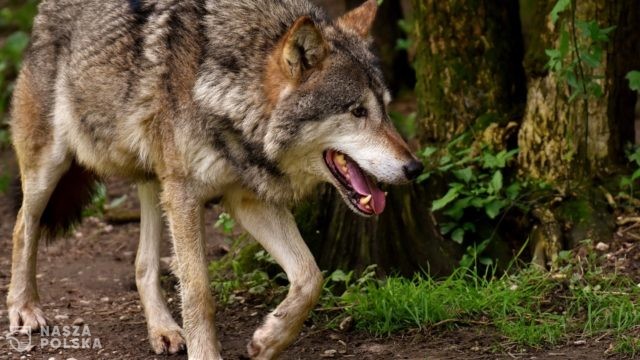 Ludzie udomowili wilki dopiero kilkanaście tys. lat temu
