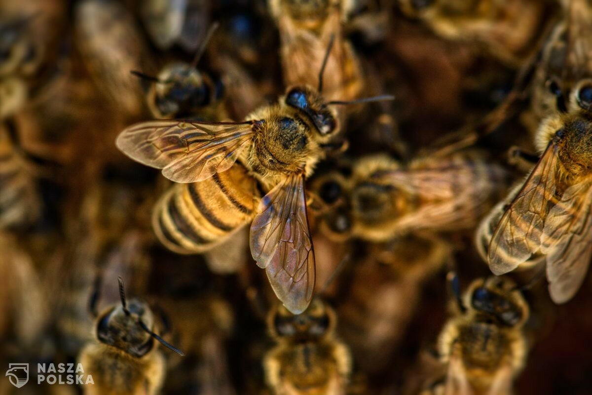 Popularne pestycydy szkodzą pszczołom już w najmniejszych dawkach