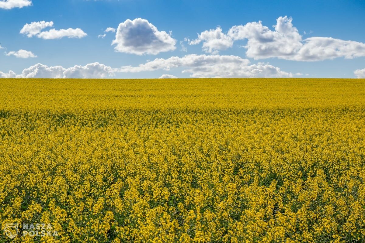 Naukowcy: ważny błąd rolnictwa i leśnictwa szkodzi klimatowi i obiegowi wody