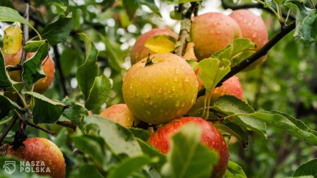 Witaminy mogą zmniejszać zdolność koronawirusa do zakażania