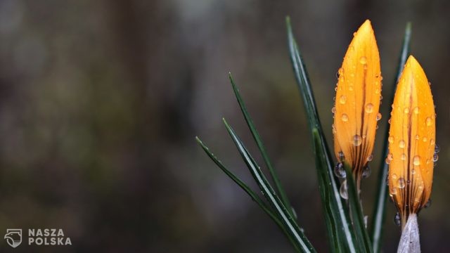 Wiosenne temperatury przez cały tydzień