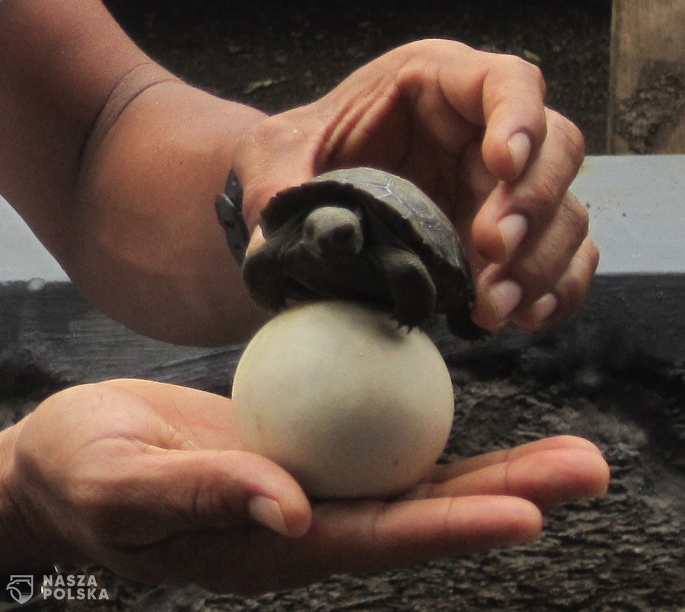 Galapagos_egg_and_hatchling