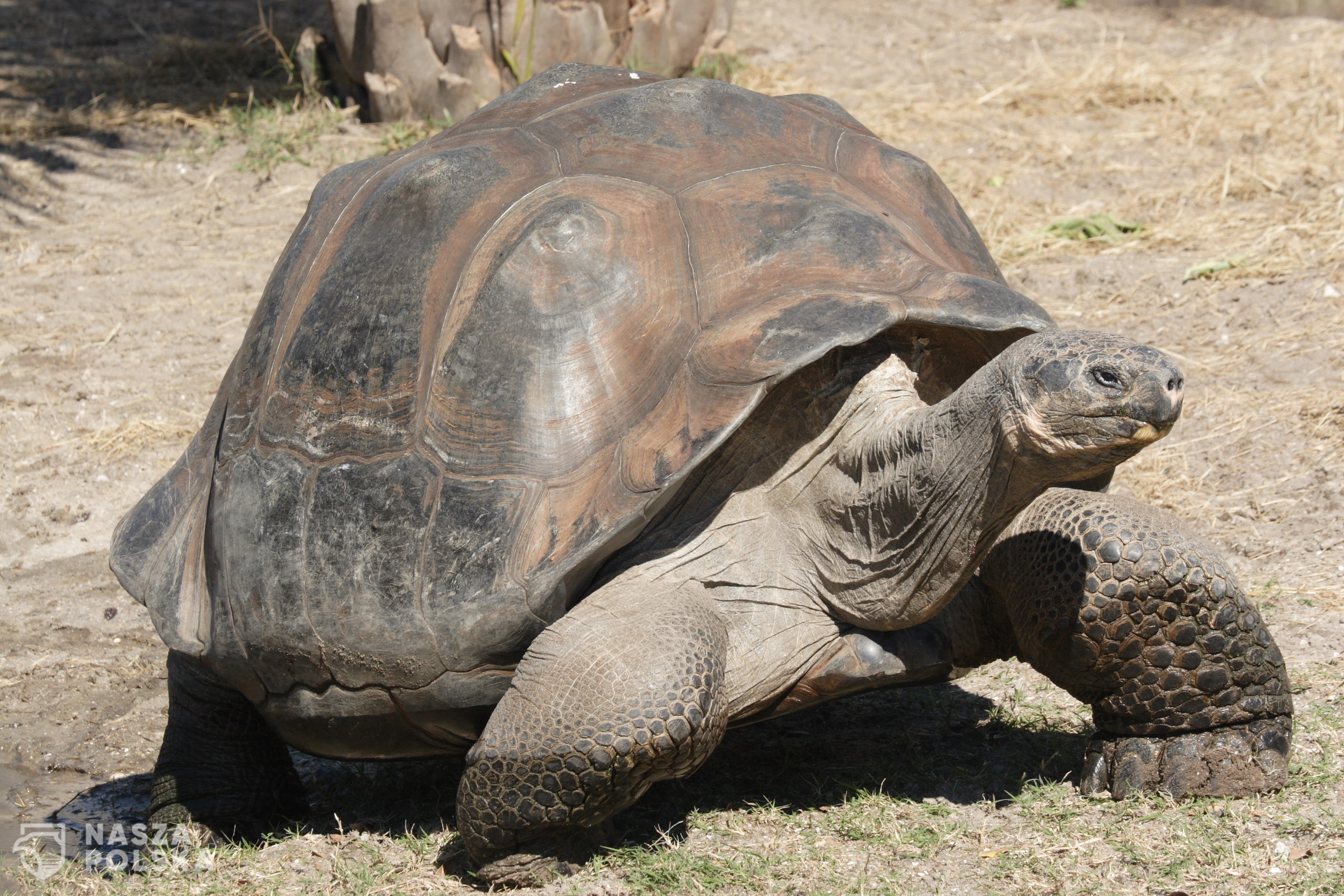 Galapagos_giant_tortoise_Geochelone_elephantopus