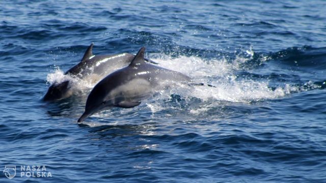 Mozambik/ Na plaży znaleziono ciała około 100 martwych delfinów