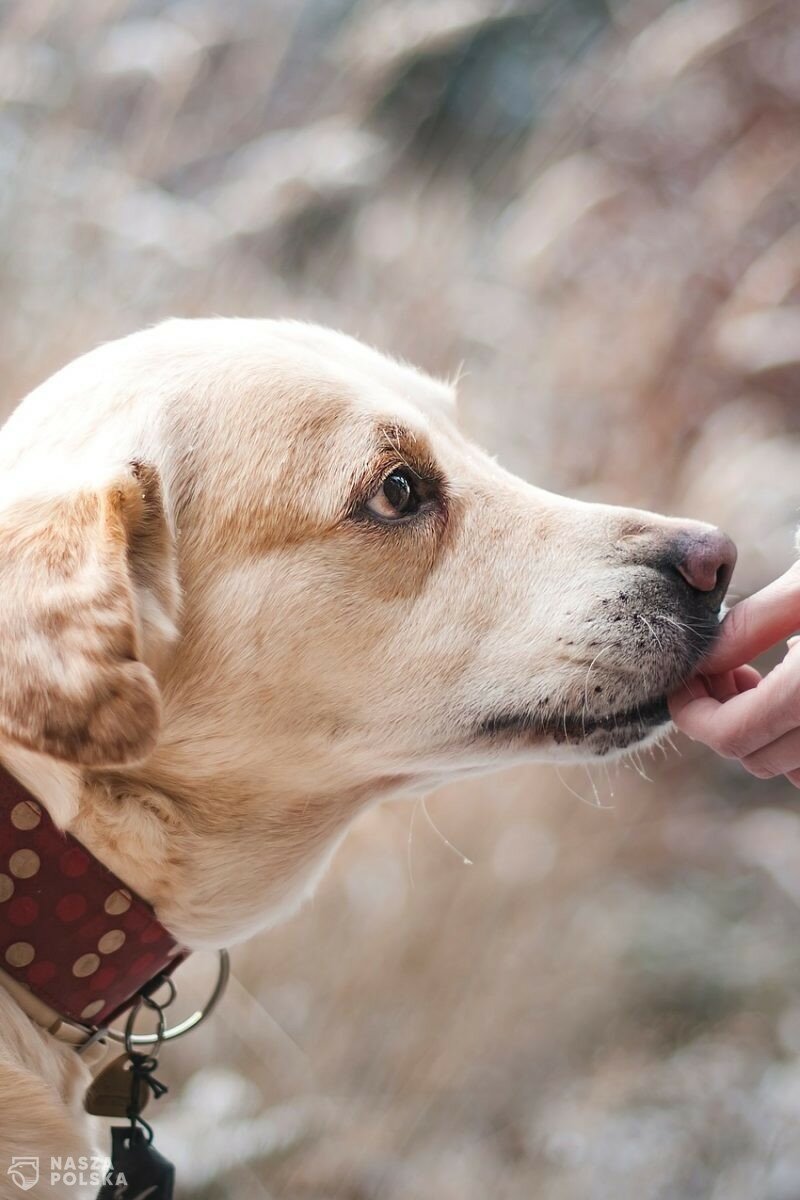 Związek Kynologiczny w Polsce, czyli dziadostwo, kolesiostwo i udręka zwierząt? Mocarne zarzuty wobec organizacji