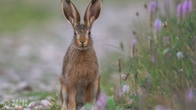 Rząd rozważa wzięcie na siebie odpowiedzialności za szkody, których sprawcami są zające