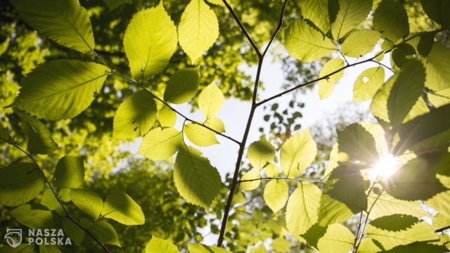 Badanie/ O zakażenie koronawirusem trudniej m.in. przy wysokiej temperaturze i dużej ilości słońca