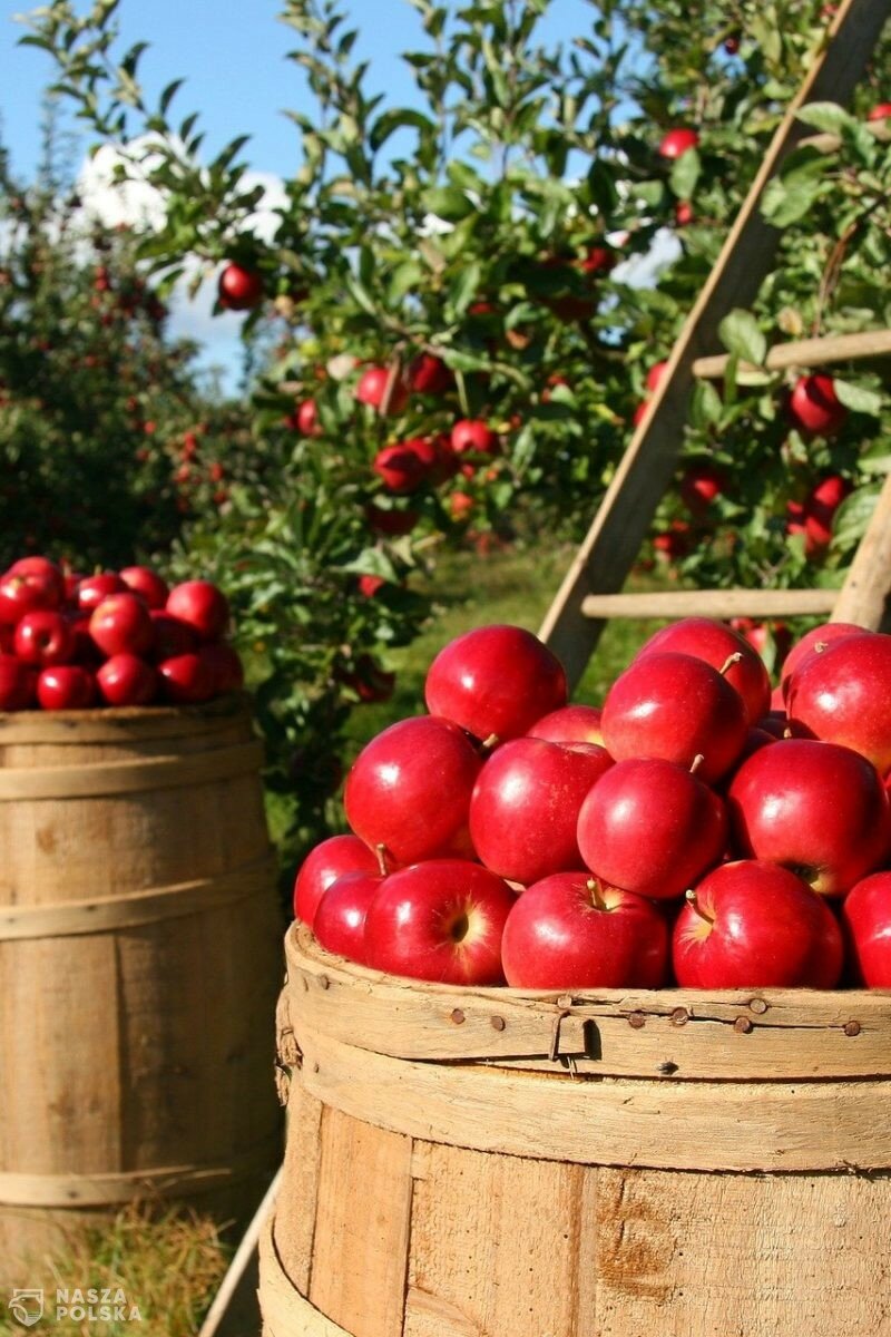 Wojciechowski: małe i średnie gospodarstwa będą preferowane w polityce rolnej