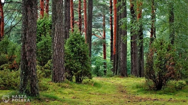 Wiceminister Siarka: strategia leśna UE zagraża przyszłości polskich lasów i gospodarce