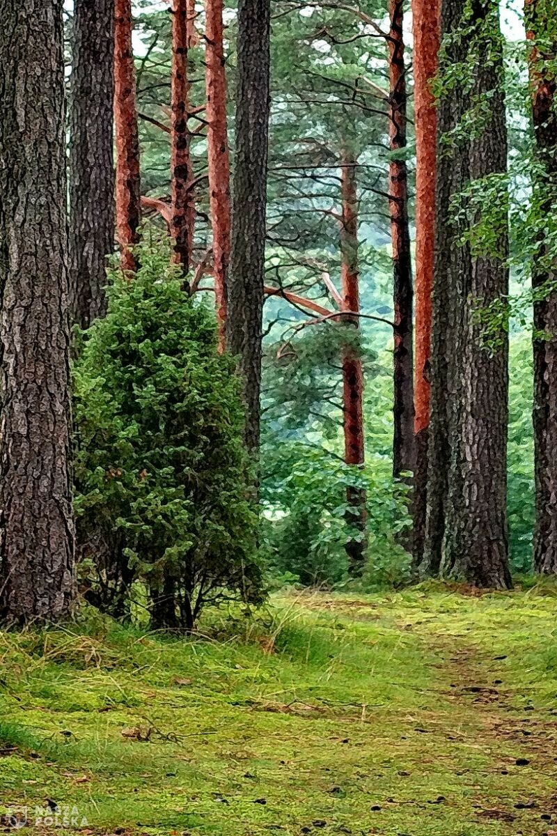 Solidarna Polska nigdy nie zgodzi się na oddanie polskiego leśnictwa Unii Europejskiej