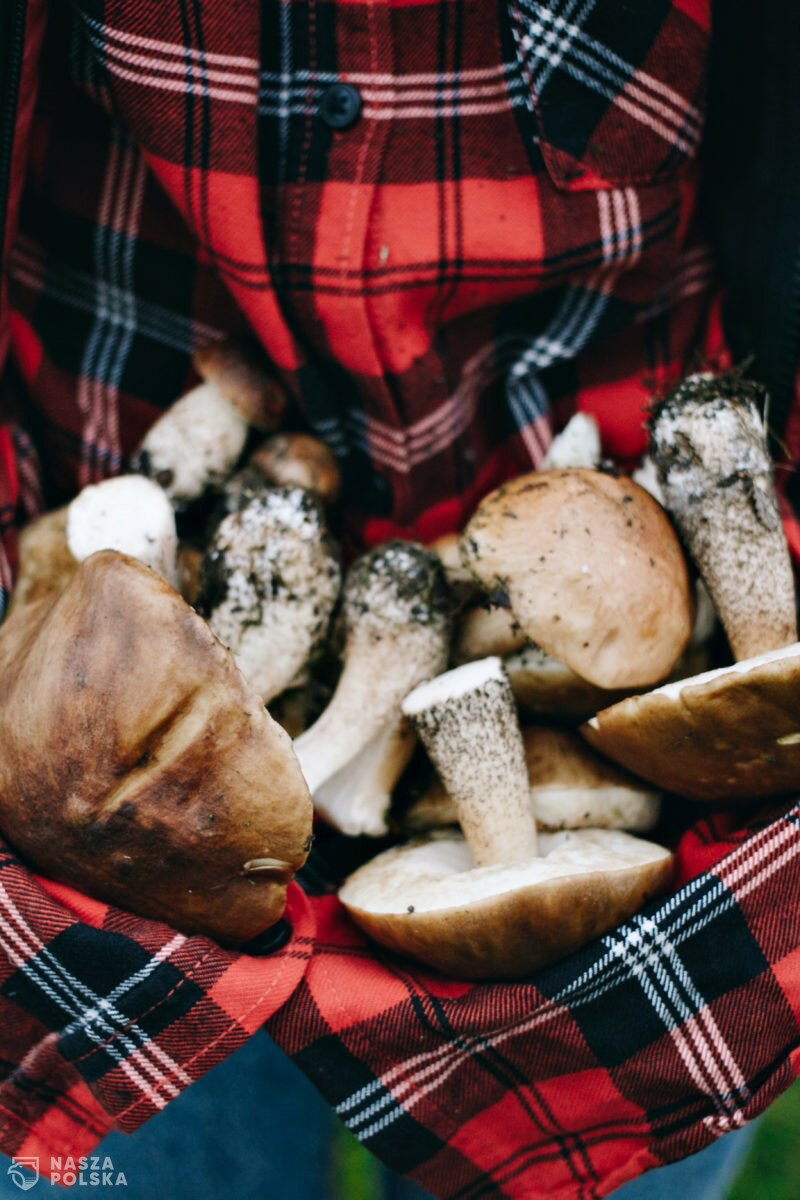 Ekspertka: Zbiory grzybów w polskich lasach szacuje się średnio na ok. 100 tys. ton rocznie