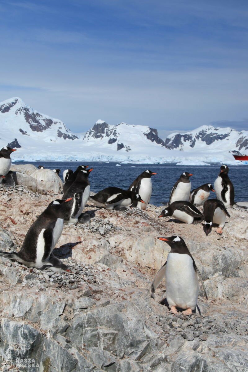 Szczepionki przeciw Covid-19 dotarły na Antarktydę