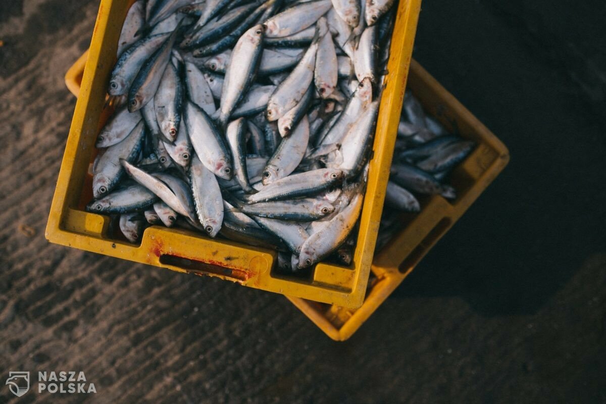 Nawet 80 proc. ludzi nie przyjmuje odpowiednich dawek kwasów omega-3. Główny powód to zbyt mało tłustych ryb w diecie i brak suplementacji