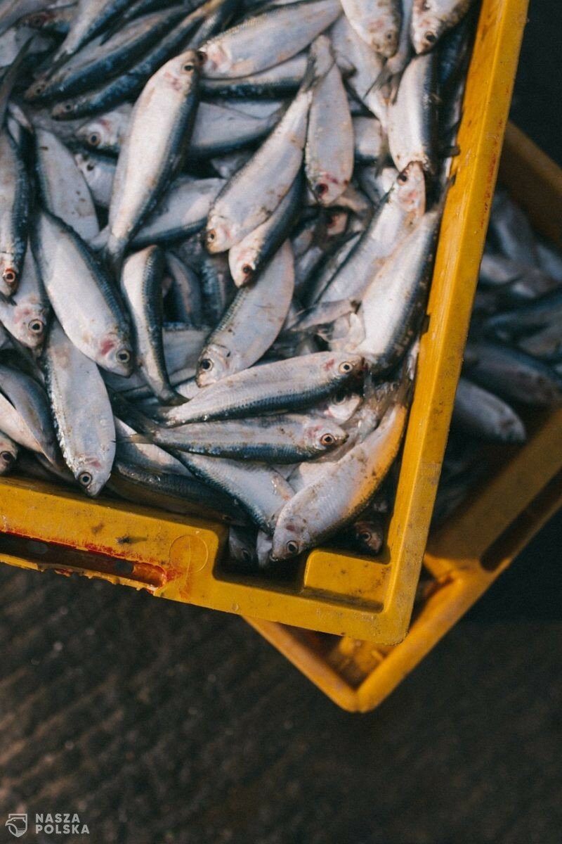 Nawet 80 proc. ludzi nie przyjmuje odpowiednich dawek kwasów omega-3. Główny powód to zbyt mało tłustych ryb w diecie i brak suplementacji