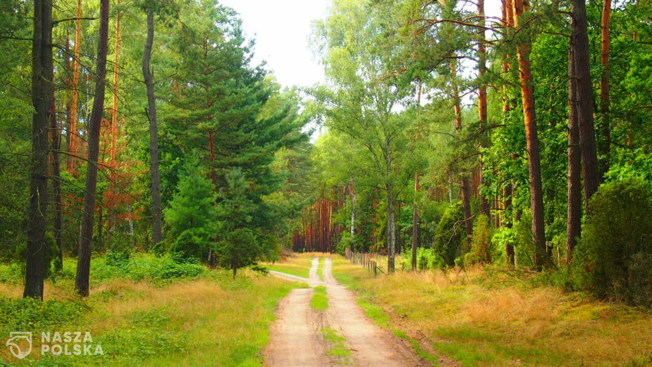 Historia średniowiecznej drogi zatopiona w jeziorze