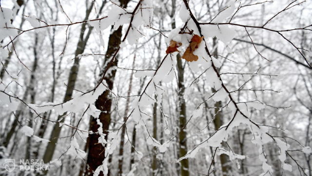 Rzecznik IMGW: niemal na tydzień wraca zima ze śniegiem