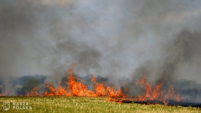 PSP: w lipcu już 747 pożarów nieużytków i upraw rolnych