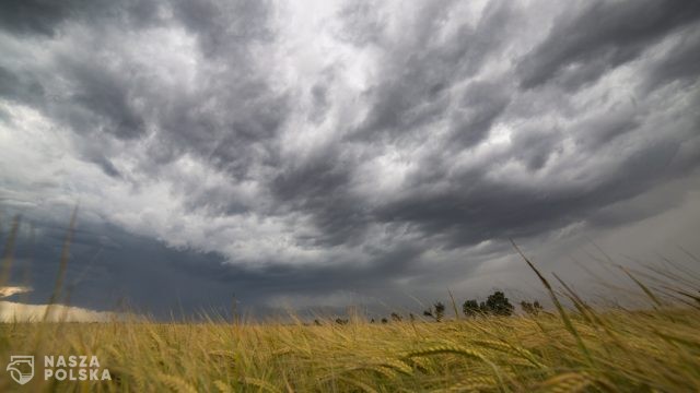 Prezes Izby Zbożowo–Paszowej: W UE nie będzie konsensusu w sprawie wolnego handlu z Ukrainą