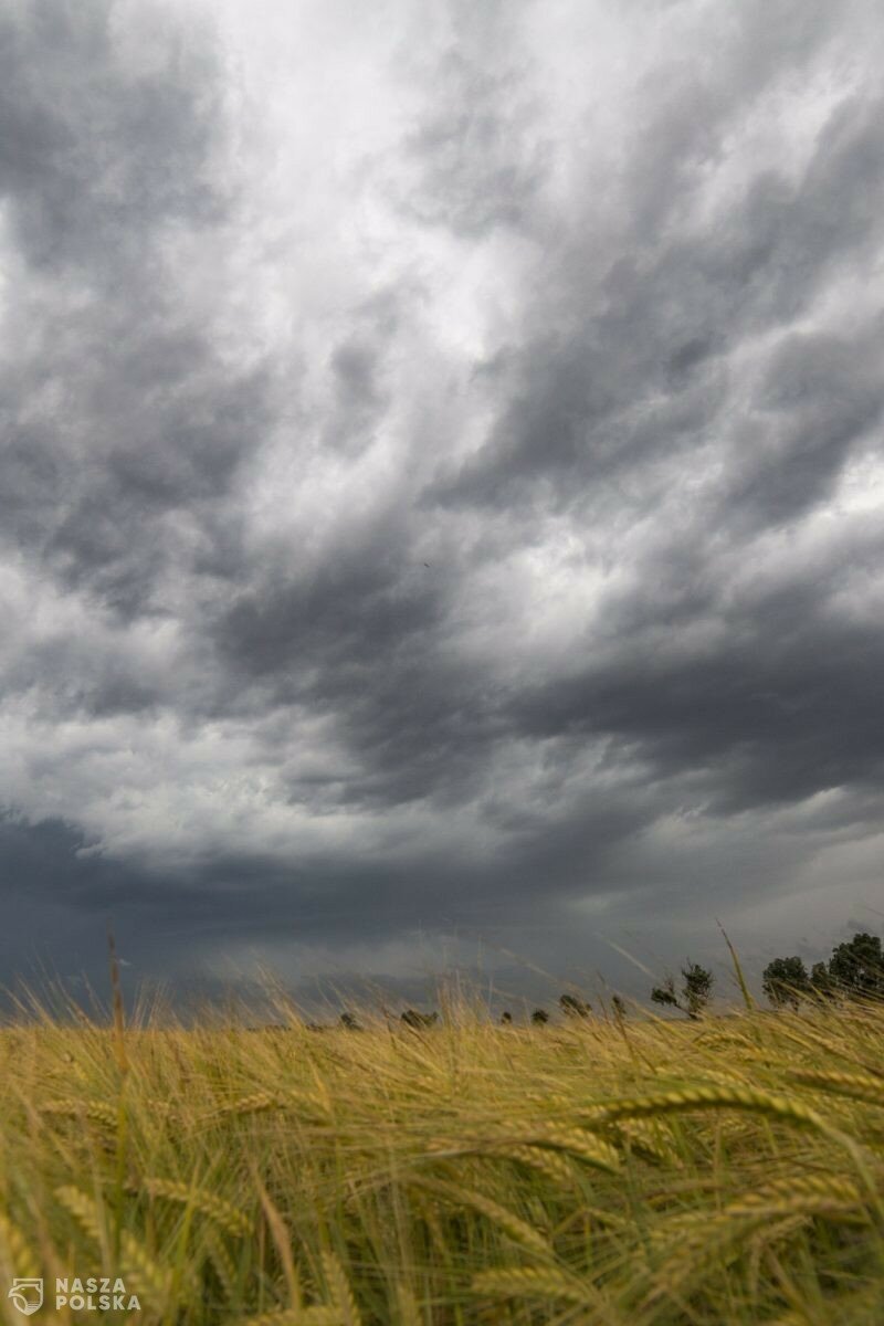 Prezes Izby Zbożowo–Paszowej: W UE nie będzie konsensusu w sprawie wolnego handlu z Ukrainą