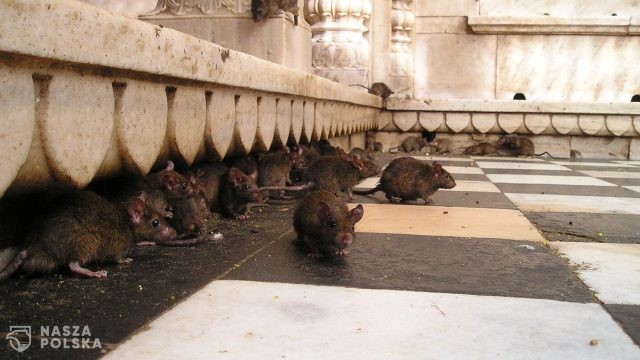 Paryż/ Według rady miasta słowo „szczur” obraża zwięrzęta; „nadmyszowaty” jest lepszym określeniem