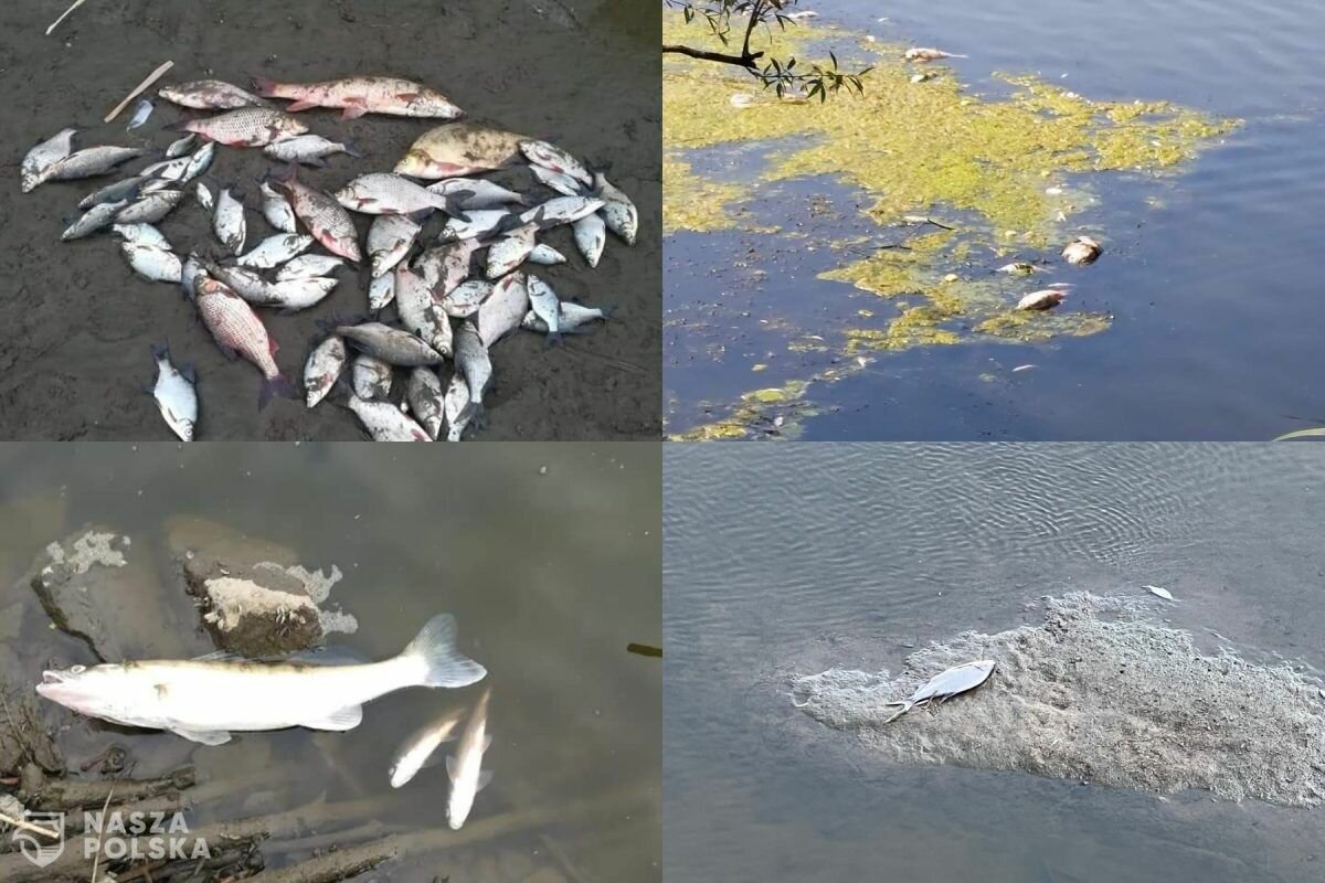 Anna Moskwa: próbki wody z Odry zostaną przebadane pod kątem 300 potencjalnych substancji