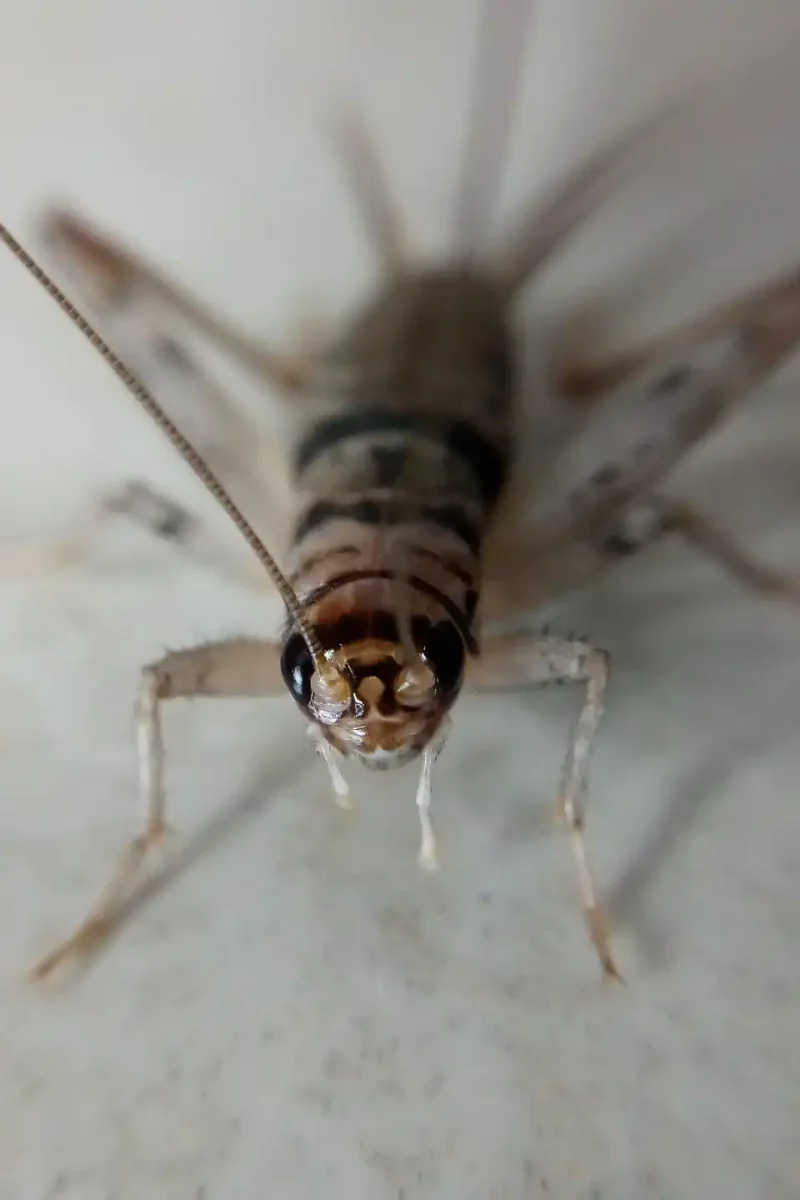 Komisja Europejska wprowadza na rynek żywności świerszcza domowego. Sprawdź w jakich produktach możesz zjeść świerszcza