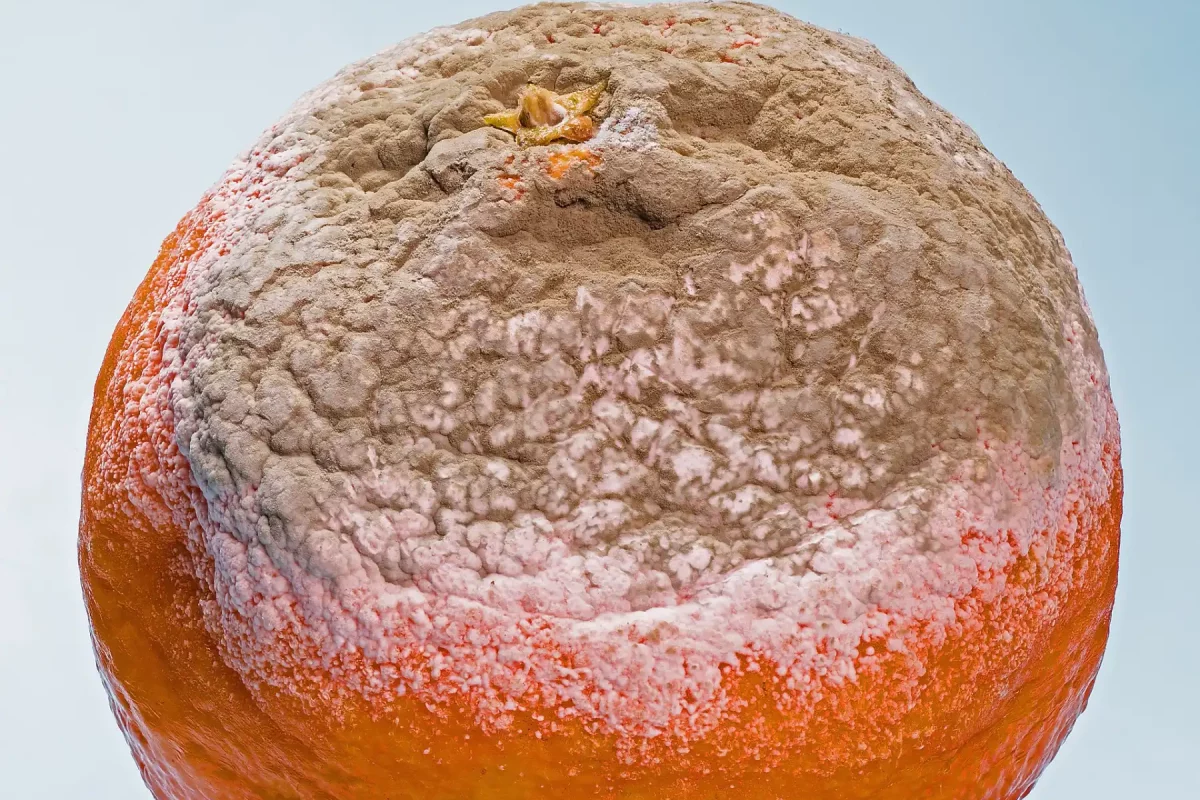 Czym grozi pleśń w jedzeniu i w domu? Czym grozi pleśń w jedzeniu i w domu?