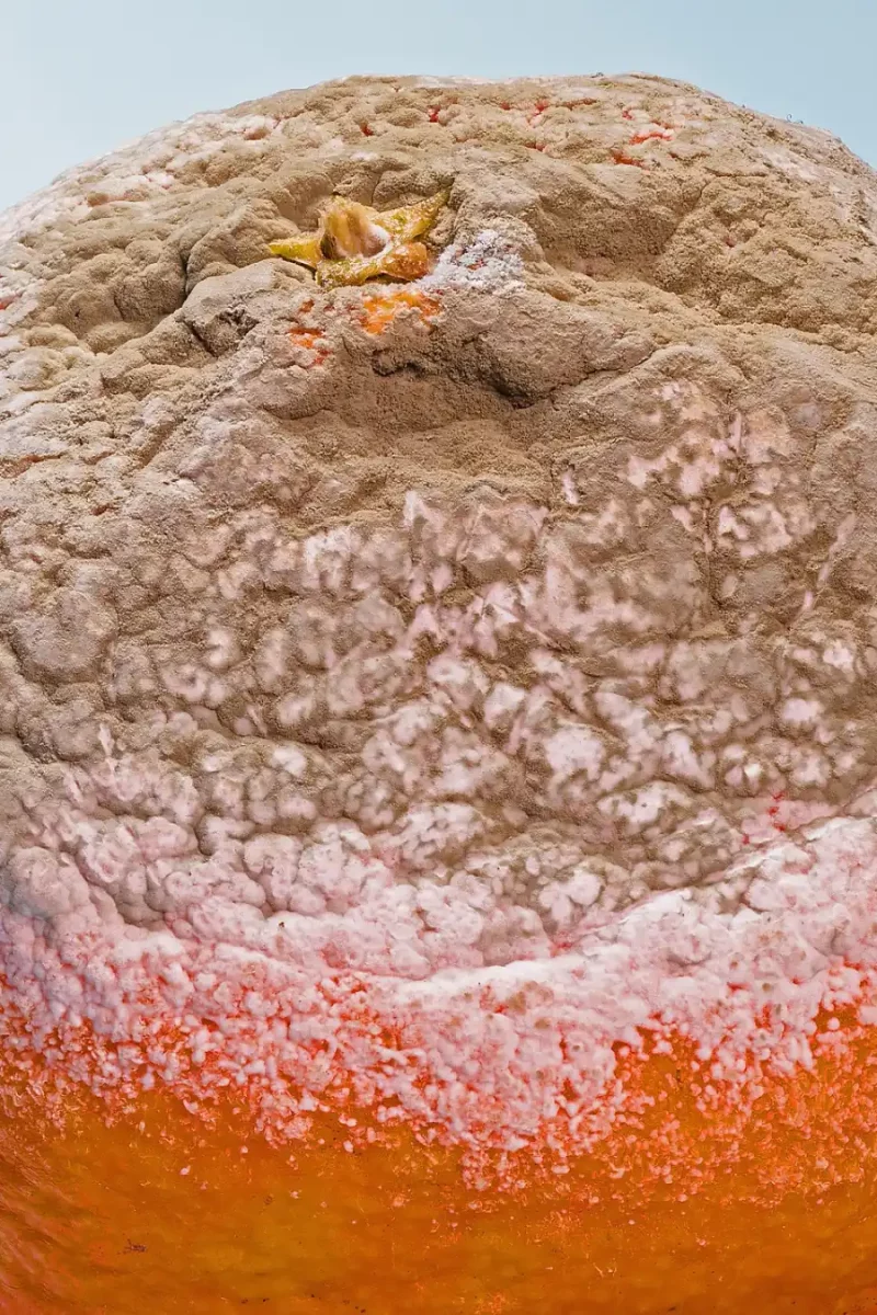 Czym grozi pleśń w jedzeniu i w domu?