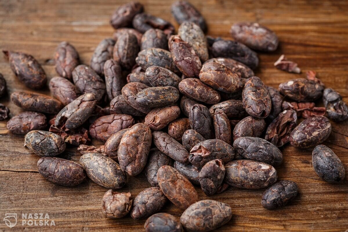 Kakao podrożało w ekspresowym tempie. Czekolada może się stać towarem luksusowym
